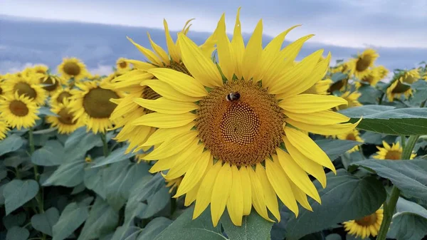 Yaban arısı balı toplayan sarı ayçiçeği. Akşam güneşinde güzel bir çiçeğin yakın fotoğrafını çek.