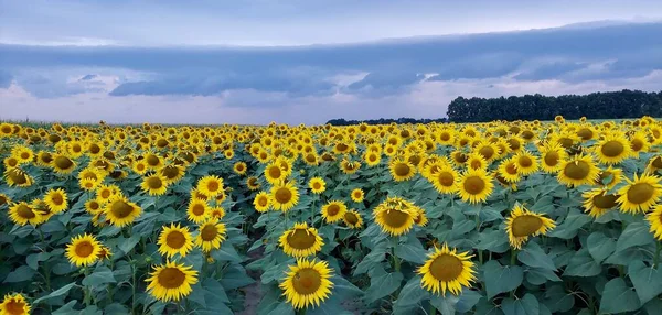 Mavi akşamda ayçiçeği tarlası