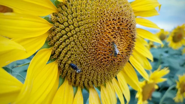 Sarı ayçiçeği. Arıların akşamları güzel çiçeklerden bal topladığı yakın bir fotoğraf..