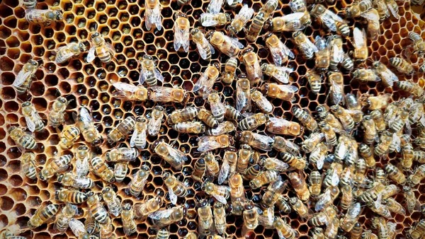 Bal peteği çerçevelerinde bal arıları. Avrupa bal arısının kırmızı renkli cinsi. Fotoğrafı kapat.