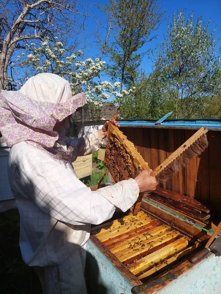 Beekeeper works with bees near the hives at apiary. Man examines a frame with bee brood. Bright high contrast photo.