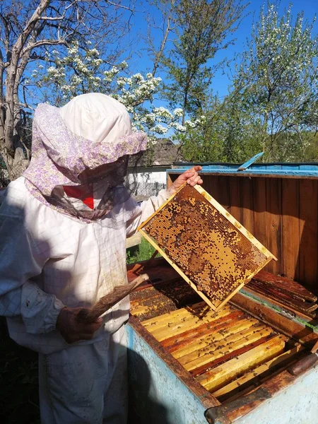 Beekeeper works with bees near the hives at apiary. Man examines a frame with bee brood. Bright high contrast photo.