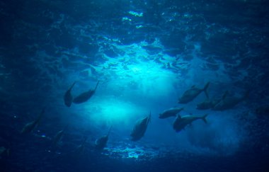 view of underwater marine life clipart