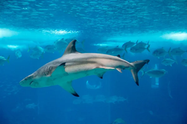 köpekbalığı sualtı fotoğraf