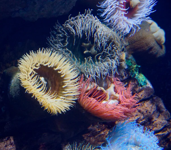 Mercan deniz yaşamı manzarası