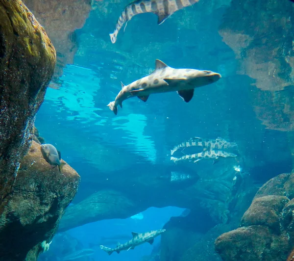 köpekbalığı sualtı fotoğraf