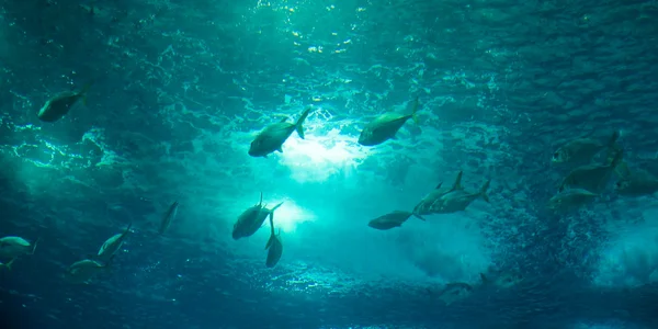 Vista de la vida marina submarina — Foto de Stock