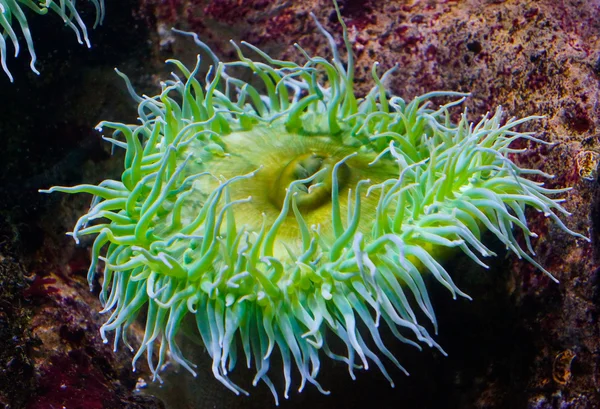 Mercan deniz yaşamı manzarası