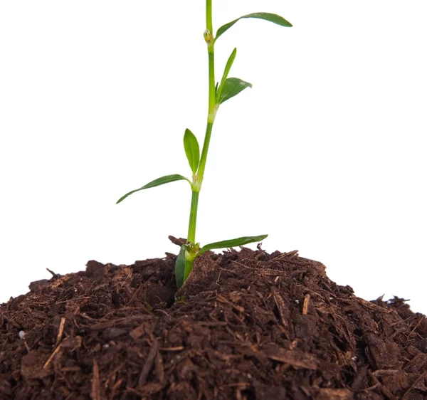 enviorement kavramı