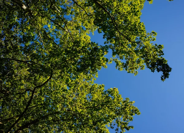 drzewo liście w błękitne niebo