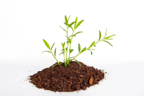 Stüdyo konsepti içinde küçük bitki