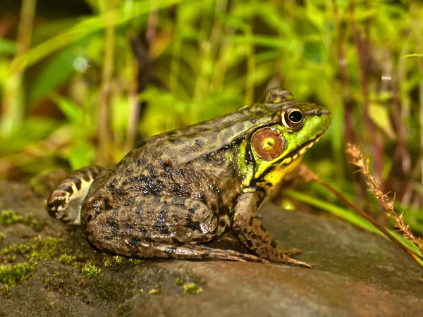 Lampart Północnej żaba — Zdjęcie stockowe