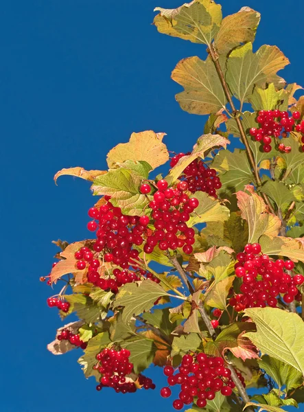 딸기와 푸른 하늘 — 스톡 사진