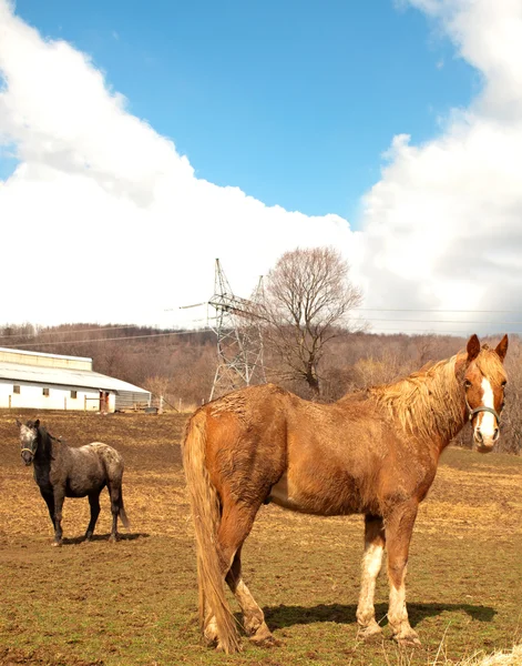 Chevaux sur une ferme — Photo