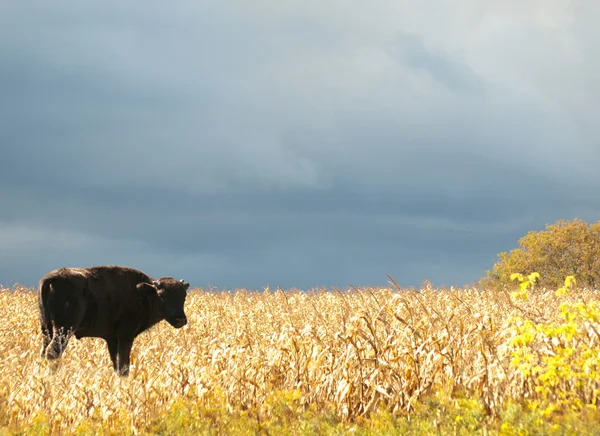Mladý americký bizon, americké buffalo — Stock fotografie
