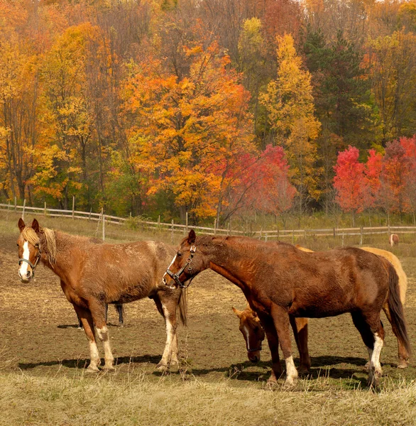 Paarden in de herfst — Stockfoto