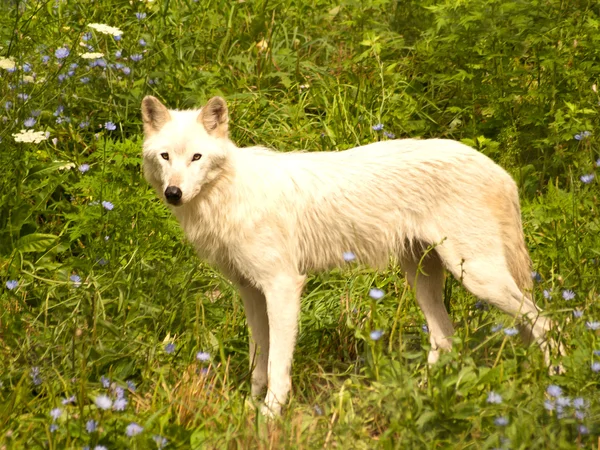 Сірий вовк на лузі — стокове фото