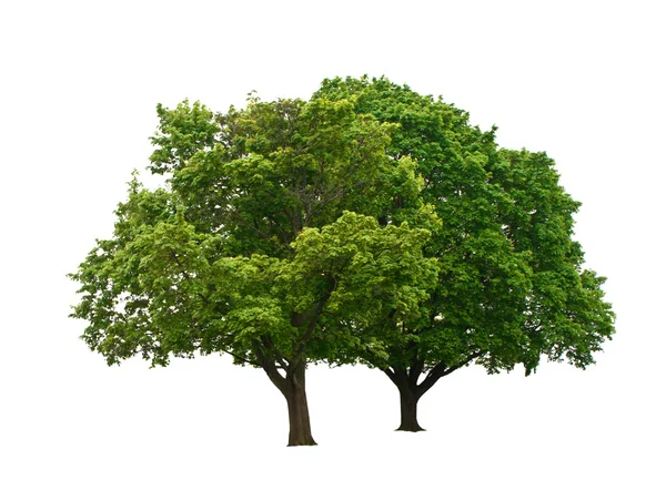 green trees