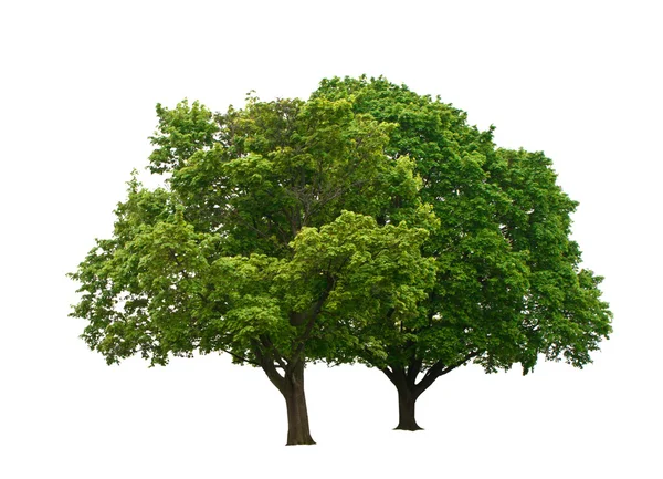 Zielone drzewa Obraz Stockowy