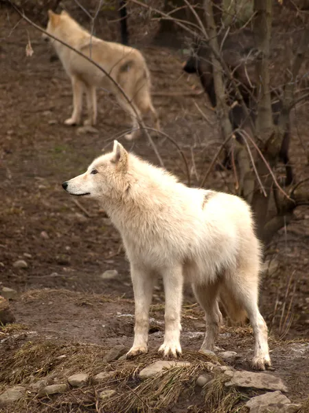 Grey wolves Stock Image