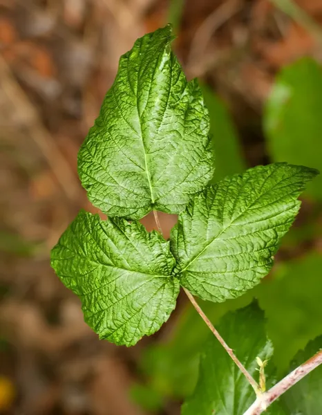 Vergiftigingsklimop — Stockfoto