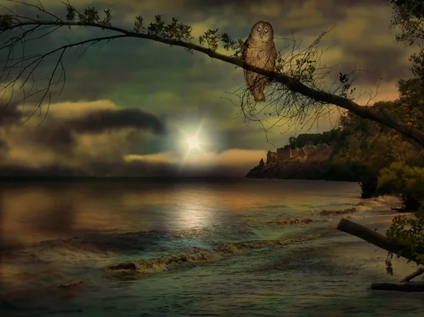 Owl on beach scene — Stock Photo, Image