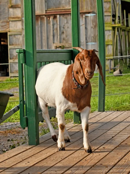 Goat on a porch — Stock Photo, Image