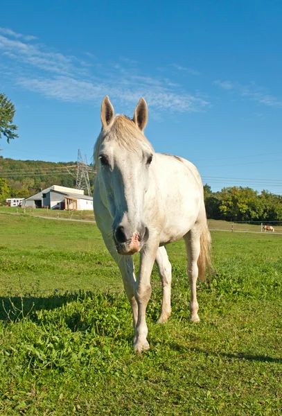 Koně na farmě — Stock fotografie