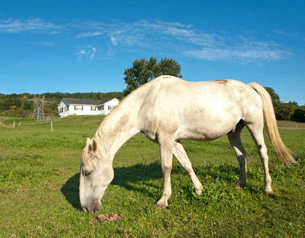 Beyaz at otlatma — Stok fotoğraf