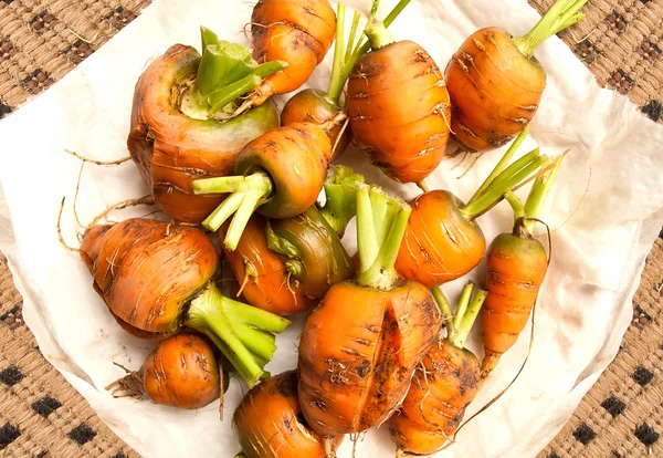 Zanahorias directamente del suelo — Foto de Stock
