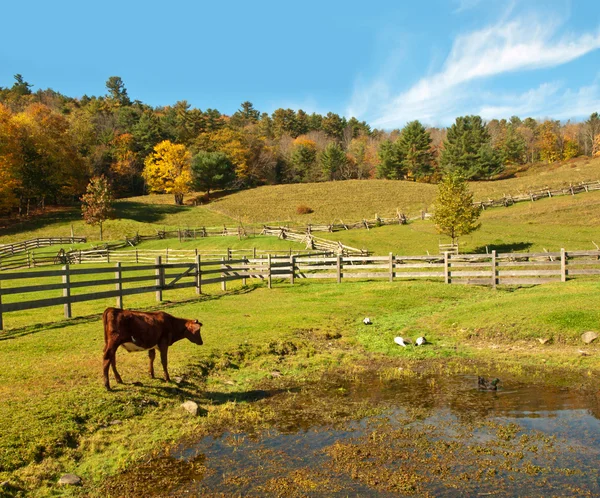 Country scene with cow watching ducks — Stock Photo, Image