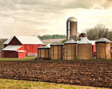 maize farm
