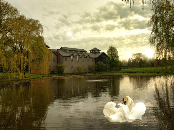 Swan scene — Stock fotografie