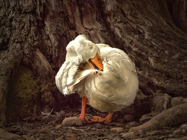 American Pekin Duck Encostando Uma Árvore Carvalho — Fotografia de Stock