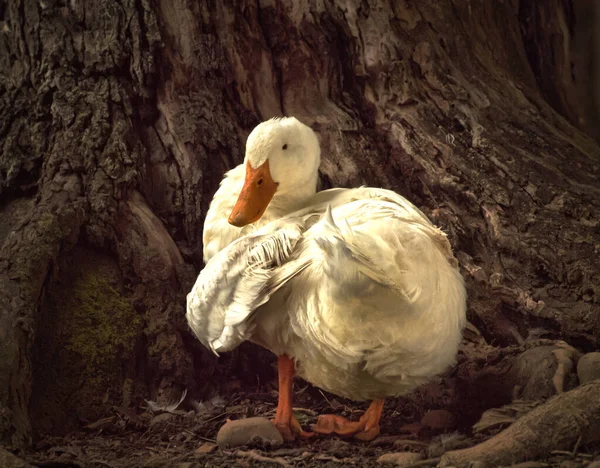 American Pekin Duck Relaxando Contra Uma Árvore Carvalho — Fotografia de Stock