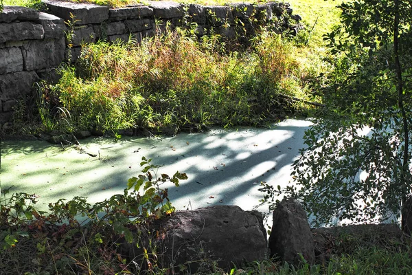 Blauwgroene Algen Ook Bekend Als Cyanobacteriën Die Het Najaar Een — Stockfoto