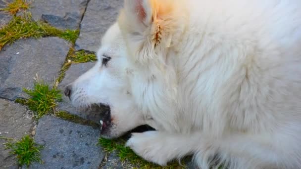 Blanco alemán Spitz perro comer baguette, vídeo — Vídeos de Stock