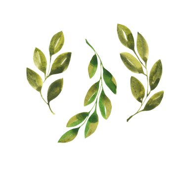Beyaz arkaplanda izole edilmiş yeşil yaprakların suluboya çizimi