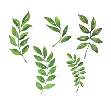 Yeşil yaprakların vektör illüstrasyonu.