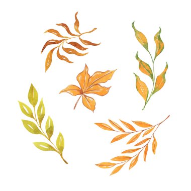 suluboya sonbahar yaprakları, el çizimi illüstrasyon, beyaz arka planda izole