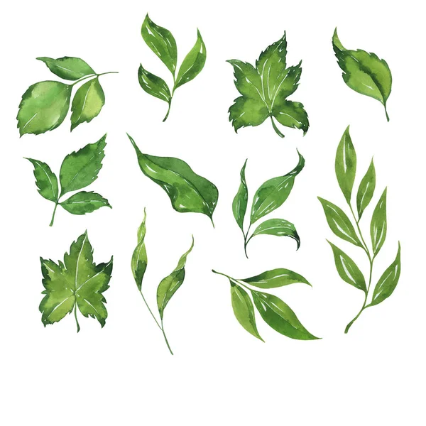 Watercolor Hand Drawn Illustration Green Leaves Isolated White Background — Stock Photo, Image