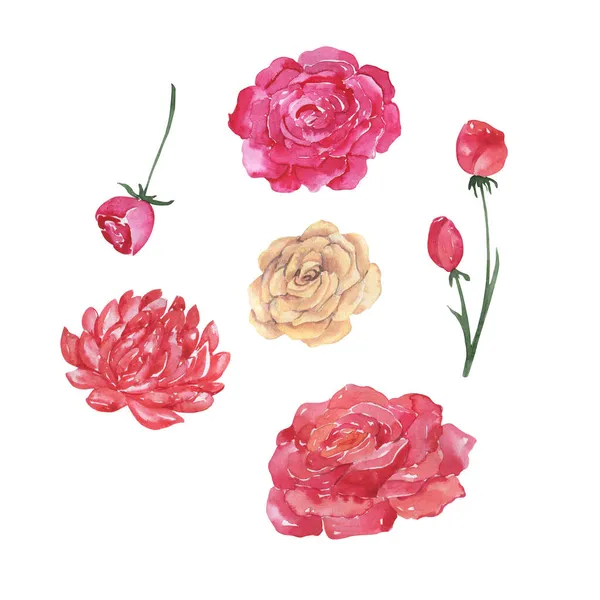 Ακουαρέλα Floral Σχέδιο Τριαντάφυλλα Και Φύλλα Ζωγραφισμένη Στο Χέρι — Φωτογραφία Αρχείου