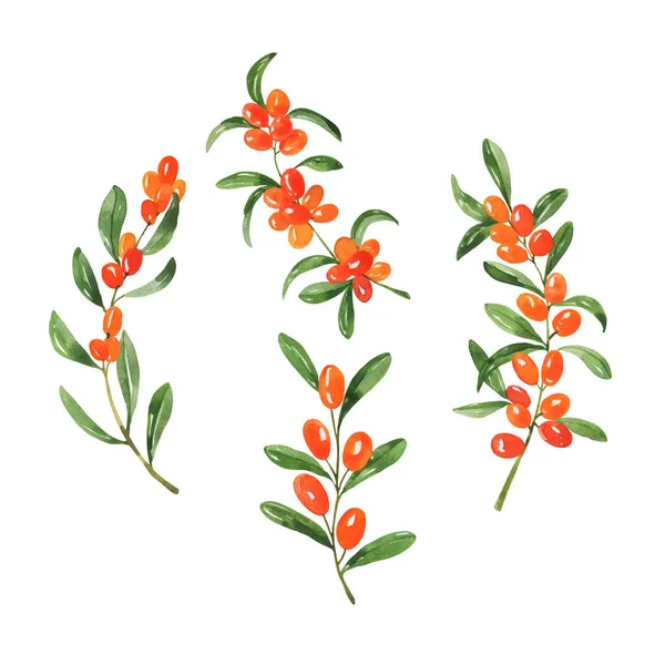 Akvarell Blommönster Med Gröna Blad Och Bär Handritad Illustration Stockfoto