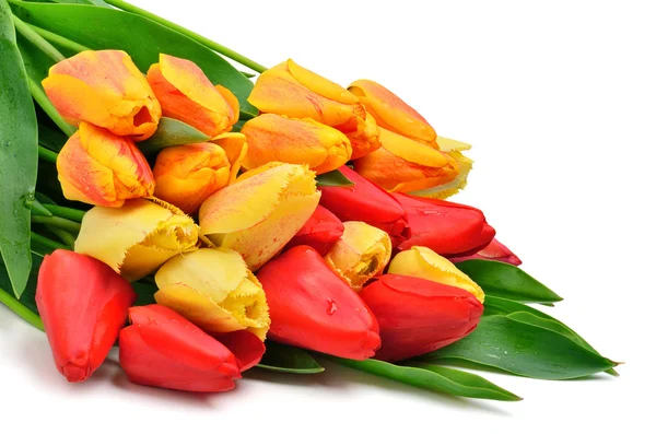 Куча красных и желтых тюльпанов — стоковое фото