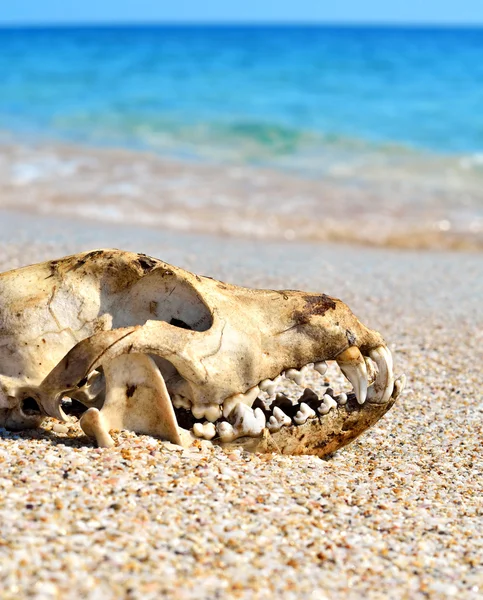 Dog skull on the beach against blue sky