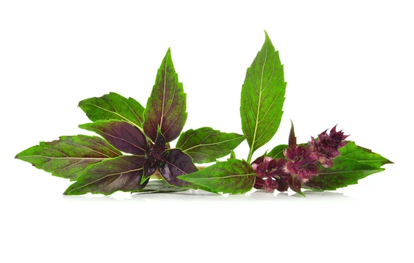 Sweet Basil — Stock Photo, Image