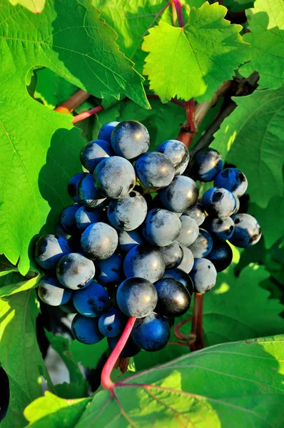 Bunch of ripe grape with green leaves — Stock Photo, Image