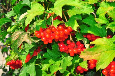 Bush of red viburnum berries clipart