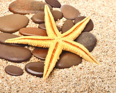 Deniz yıldızı ve çakıl kum üzerinde