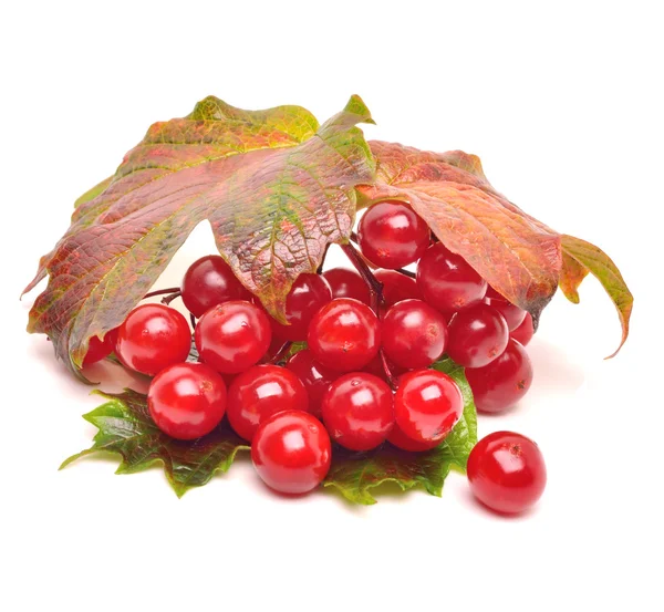 Rote Viburnum-Beeren mit Blättern — Stockfoto